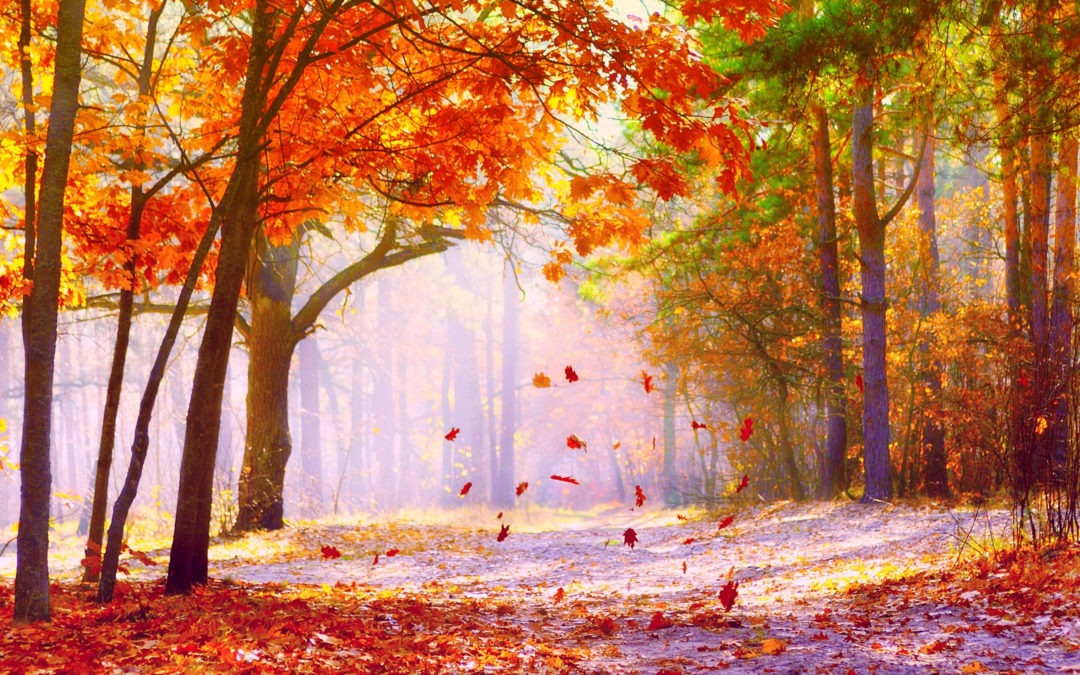 Nos nombreuses dates d’octobre